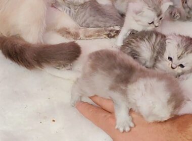 Unbelievable 17 days old ragdoll kittens start to play with me