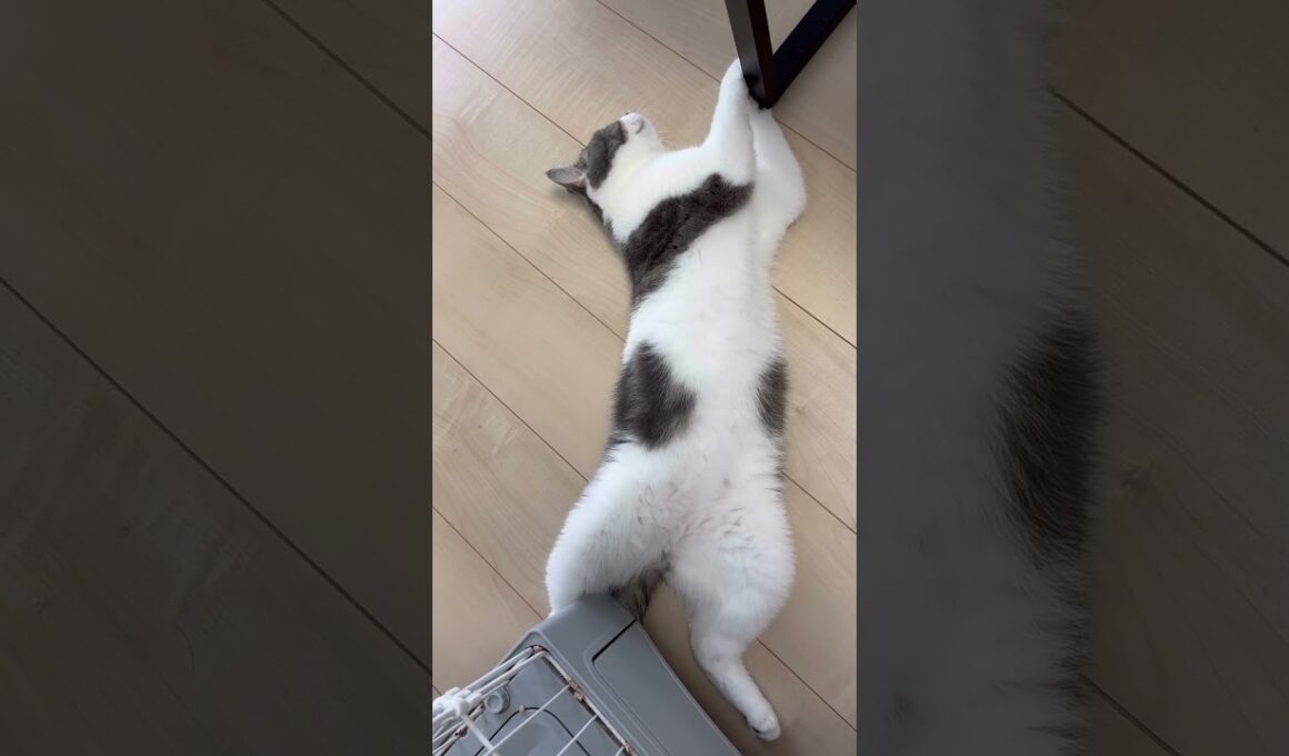 伸びるマンチカン #ねこ #マンチカン #長足