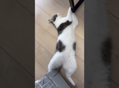 伸びるマンチカン #ねこ #マンチカン #長足