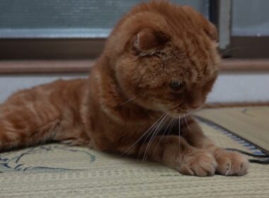 くつろぐ社長 Relaxing president #猫 #スコティッシュフォールド #猫動画 #cat #scottishfold #catvideos