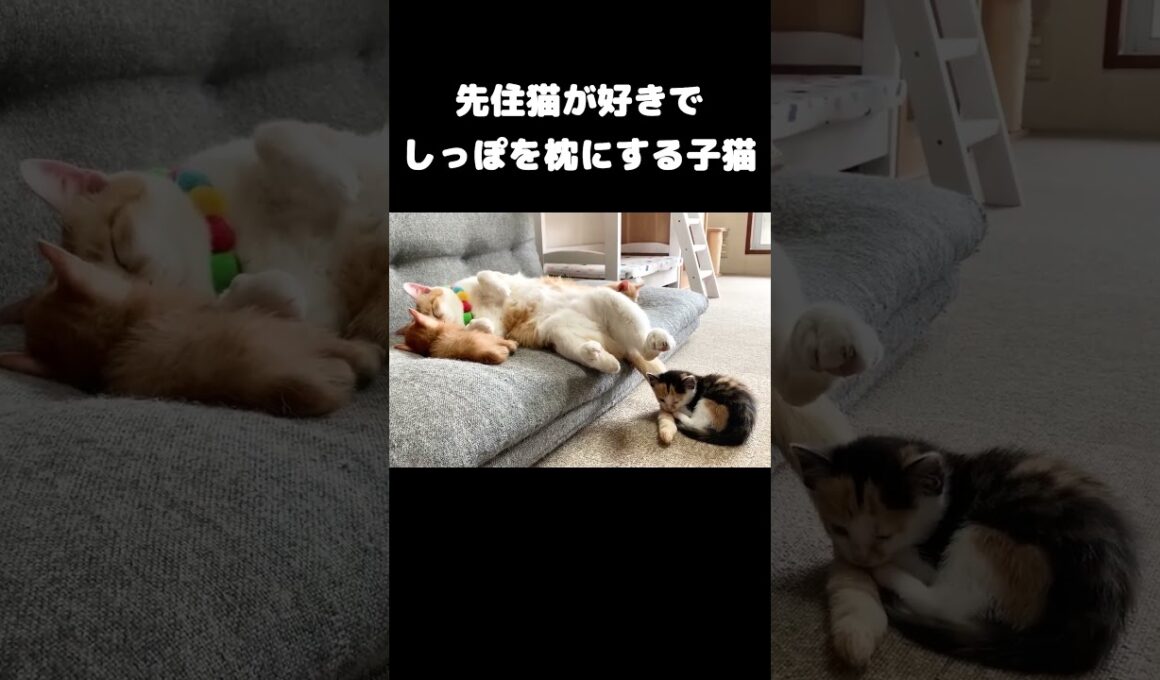 先住猫が好きでしっぽを枕にする子猫 #保護猫