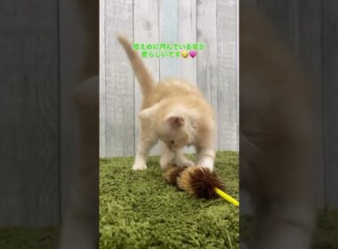 スコティッシュフォールドのリファ君の里親さん募集中です✨