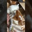 茶白ネコのジュニア「もう少し、寄り添っていてよ、シャムの子ネコ雫ちゃん」　ジュニア、シッポを、リズミカルにハッピー