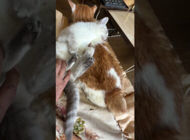 茶白ネコのジュニア「もう少し、寄り添っていてよ、シャムの子ネコ雫ちゃん」　ジュニア、シッポを、リズミカルにハッピー