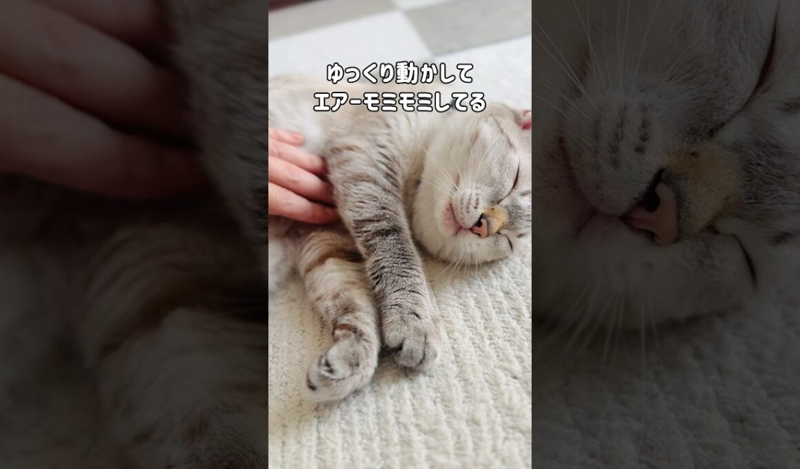元野良猫くう｜激変｜家猫になると…どんどん優しい「猫パンチ」になっていく #shorts