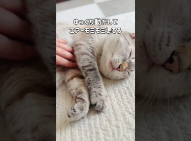 元野良猫くう｜激変｜家猫になると…どんどん優しい「猫パンチ」になっていく #shorts