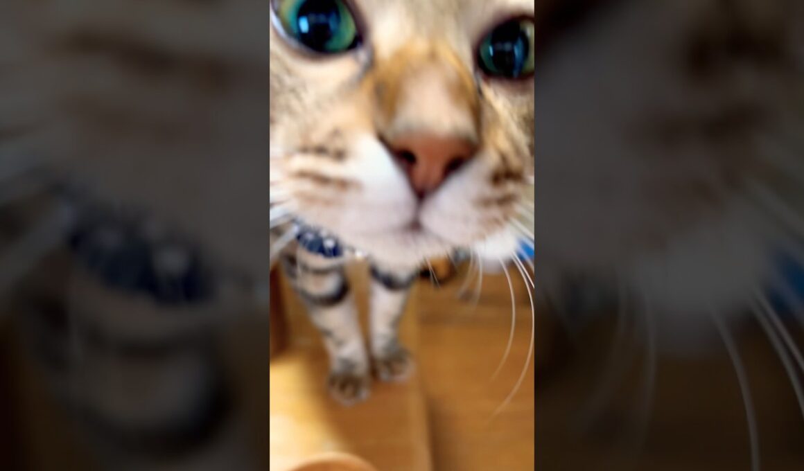 #にゃににゃに #meow #cat #ねこ 14:58 9/16