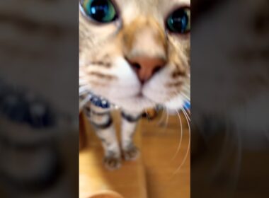 #にゃににゃに #meow #cat #ねこ 14:58 9/16