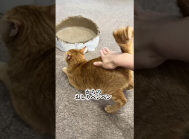 チャイさんの暮らし139。