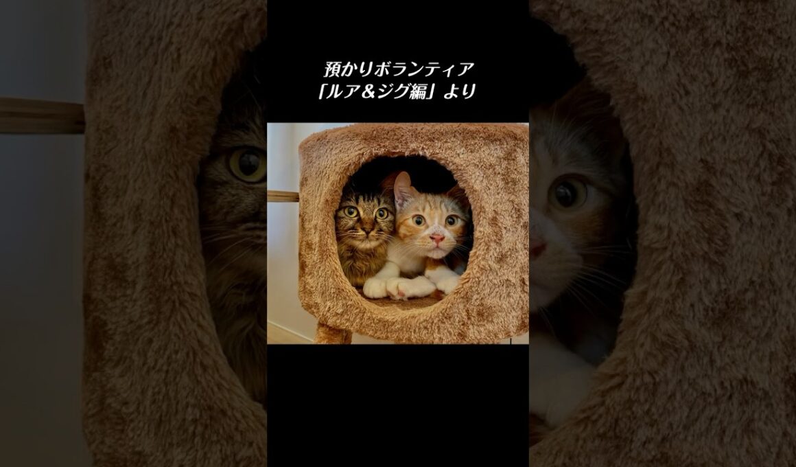 【多頭崩壊】劣悪な環境で支え合って生き抜いてきた２匹の子猫の絆／ #猫 #子猫 #保護猫