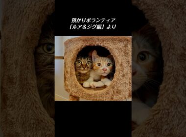 【多頭崩壊】劣悪な環境で支え合って生き抜いてきた２匹の子猫の絆／ #猫 #子猫 #保護猫