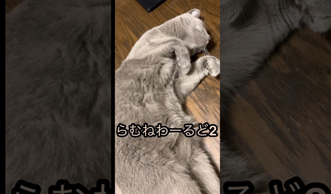 ロシアンブルー猫🐱ほっと一息つく時に見てください