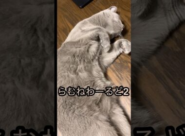 ロシアンブルー猫🐱ほっと一息つく時に見てください