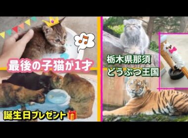 最後の子猫が15日に成猫1才のお誕生日★newおもちゃ★栃木県那須どうぶつ王国・マヌルネコ・多頭・サビ猫・野良猫