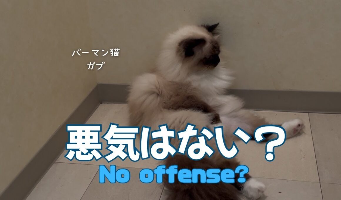 バーマン猫ガブとラフ【悪気はない？】No offense?（バーマン猫）Birman/Cat