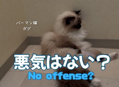 バーマン猫ガブとラフ【悪気はない？】No offense?（バーマン猫）Birman/Cat
