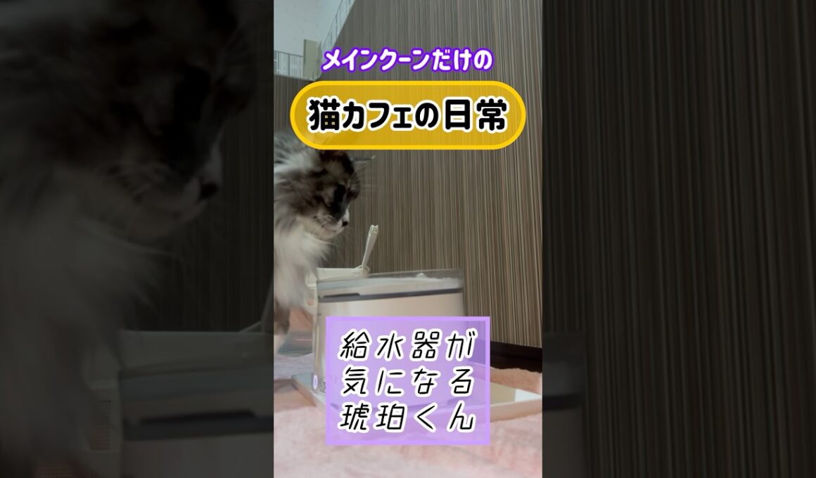メインクーンだけの【猫カフェの日常】#給水器 #cat #cooncat #mainecat