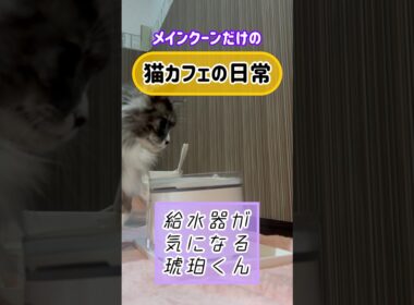 メインクーンだけの【猫カフェの日常】#給水器 #cat #cooncat #mainecat