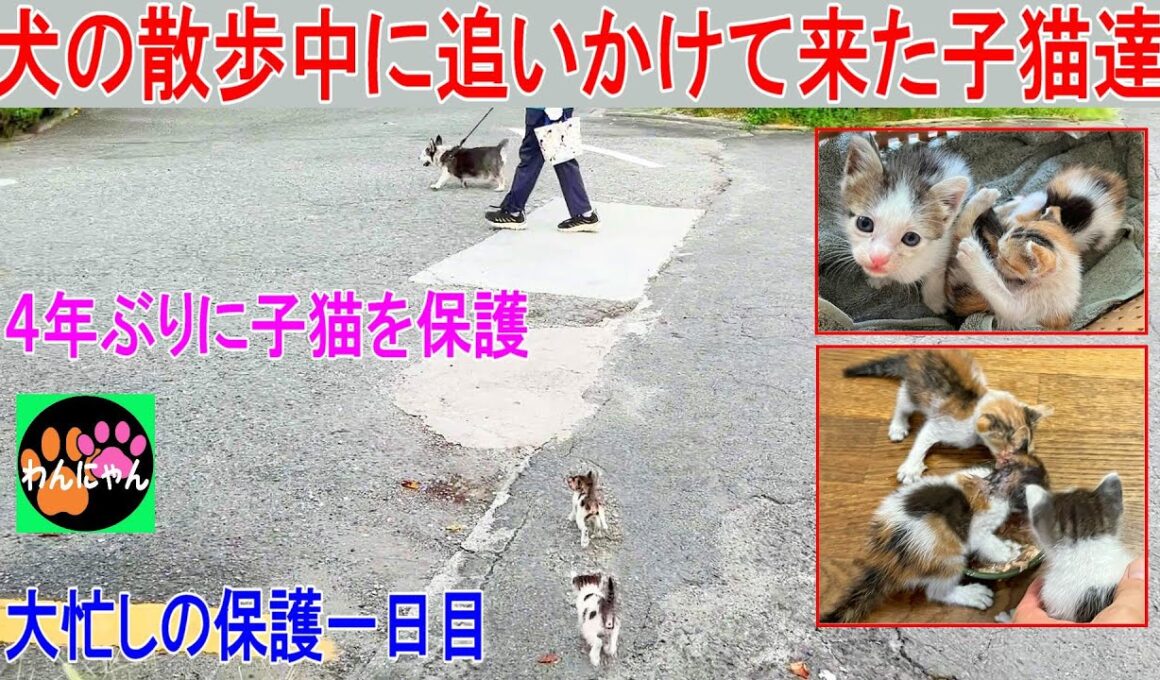 犬の散歩中に追いかけて来た子猫達