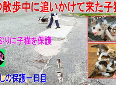 犬の散歩中に追いかけて来た子猫達