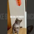 #毎日遊ぶ #猫玩具 #猫パンチ #catpunch #毎日おねだり #egyptianmaucat #エジプシャンマウ #エジプシャンマウスモーク #エジプシャンマウの仲間たち #shorts