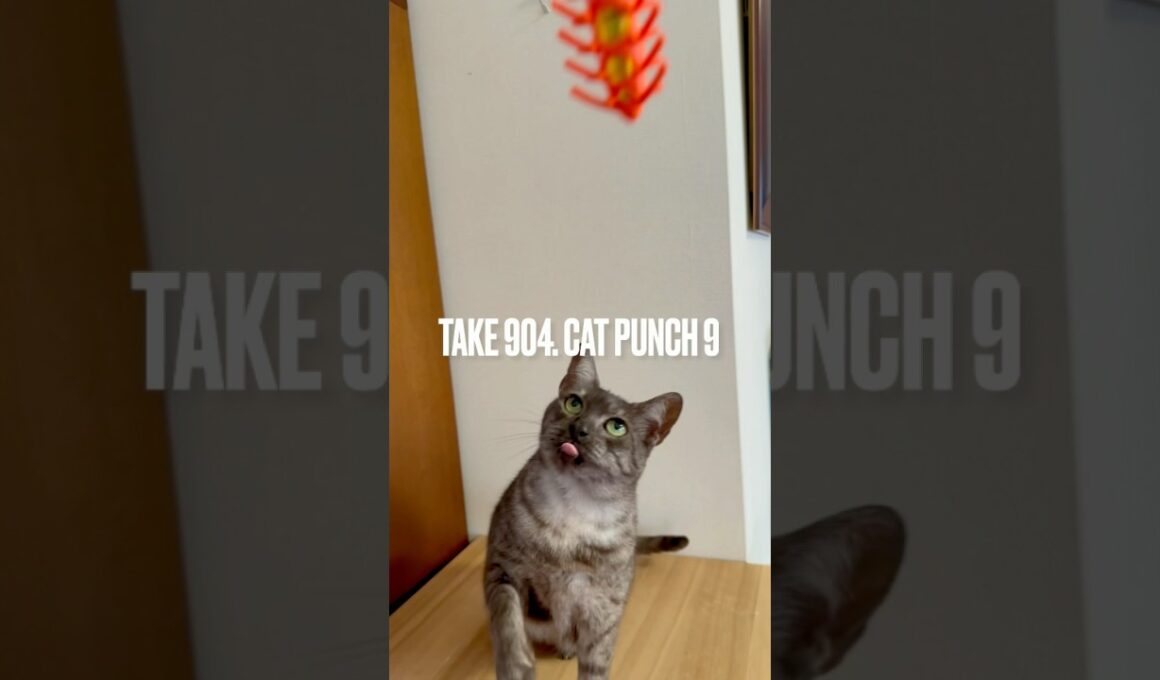 #毎日遊ぶ #猫玩具 #猫パンチ #catpunch #毎日おねだり #egyptianmaucat #エジプシャンマウ #エジプシャンマウスモーク #エジプシャンマウの仲間たち #shorts