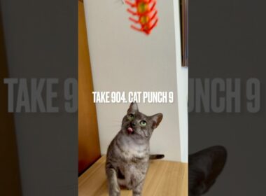 #毎日遊ぶ #猫玩具 #猫パンチ #catpunch #毎日おねだり #egyptianmaucat #エジプシャンマウ #エジプシャンマウスモーク #エジプシャンマウの仲間たち #shorts