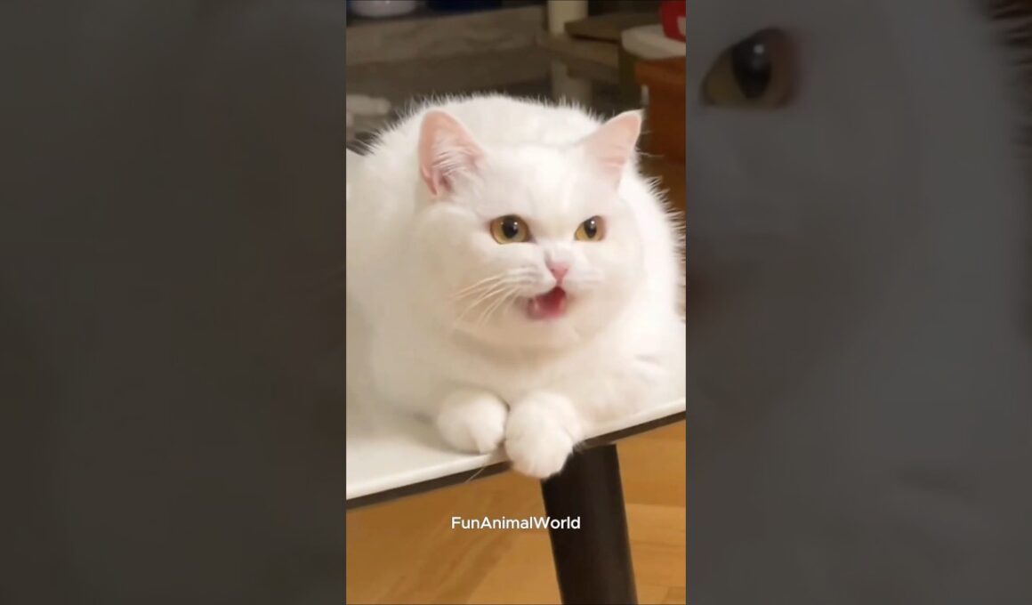 They’re not just playing... they’re performing for your smile 🎭😻