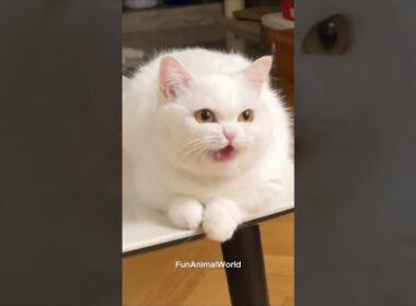 They’re not just playing... they’re performing for your smile 🎭😻