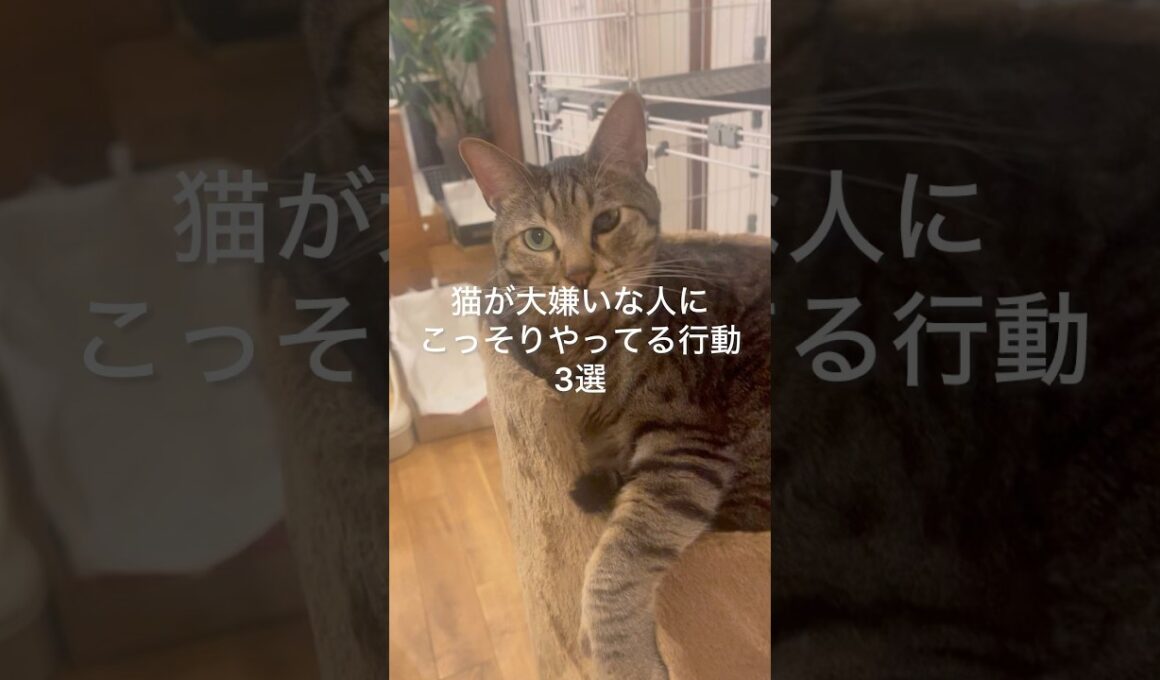 猫が大嫌いな人にこっそりやってる行動3選