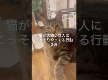 猫が大嫌いな人にこっそりやってる行動3選