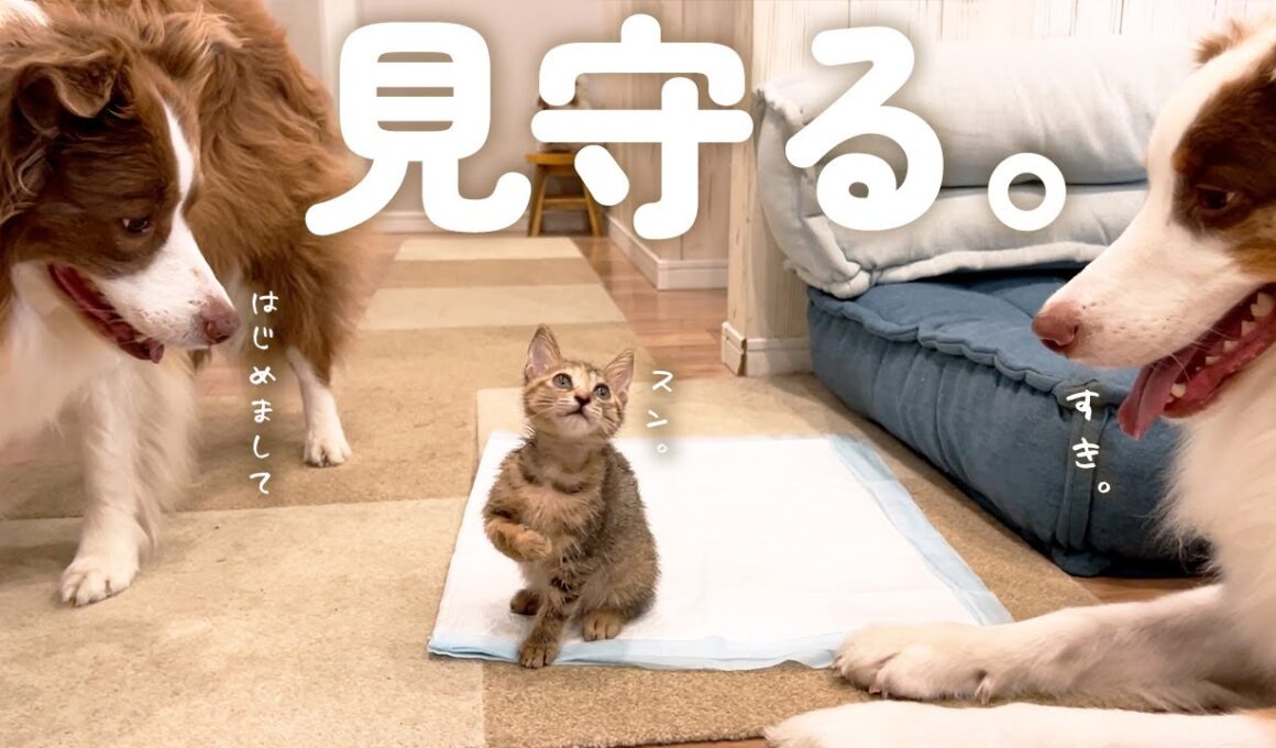 はじめて子猫に会ったら犬達の母性が爆発して離れなくなってしまいました・・・【ボーダーコリー・オーストラリアンシェパード】