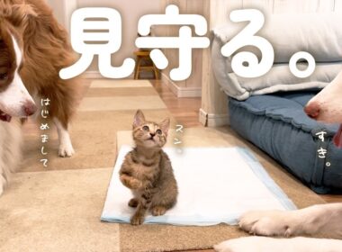はじめて子猫に会ったら犬達の母性が爆発して離れなくなってしまいました・・・【ボーダーコリー・オーストラリアンシェパード】