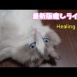 ラグドールの癒しライブ⑲【ループ】#cat#癒し