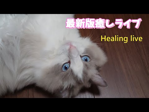 ラグドールの癒しライブ⑲【ループ】#cat#癒し