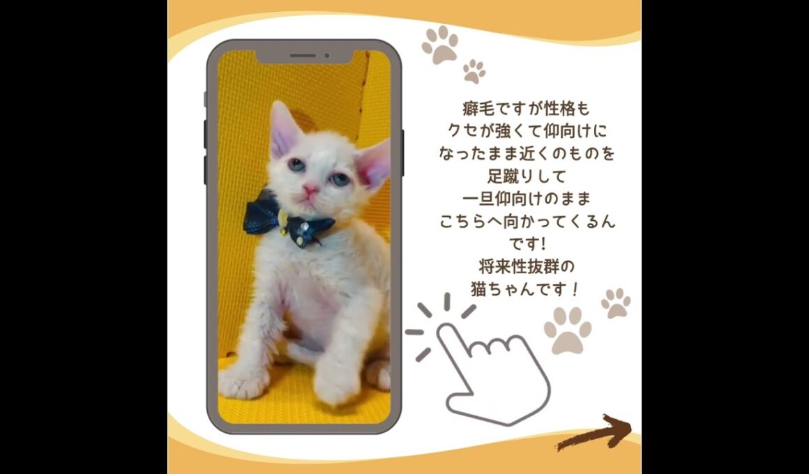 可愛い♡にゃんこ紹介♪ #子猫 #セルカークレックス #子猫ブリーダーナビ