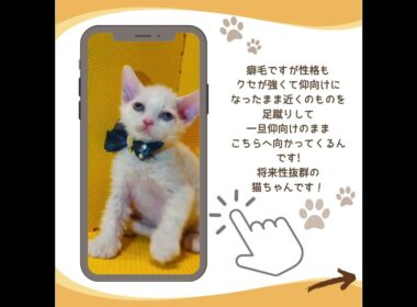 可愛い♡にゃんこ紹介♪ #子猫 #セルカークレックス #子猫ブリーダーナビ