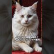 ターキッシュアンゴラ　　　　　　　~ トルコの国宝 ~