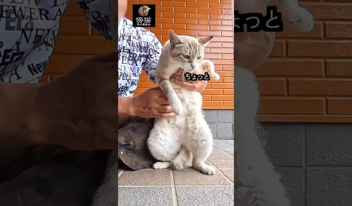 もしかして  主はかなりの  テクニシャン？  #cat #子猫 #保護猫 #cute #かわいい猫 #kitty #肉球 #はちわれ #猫ミーム