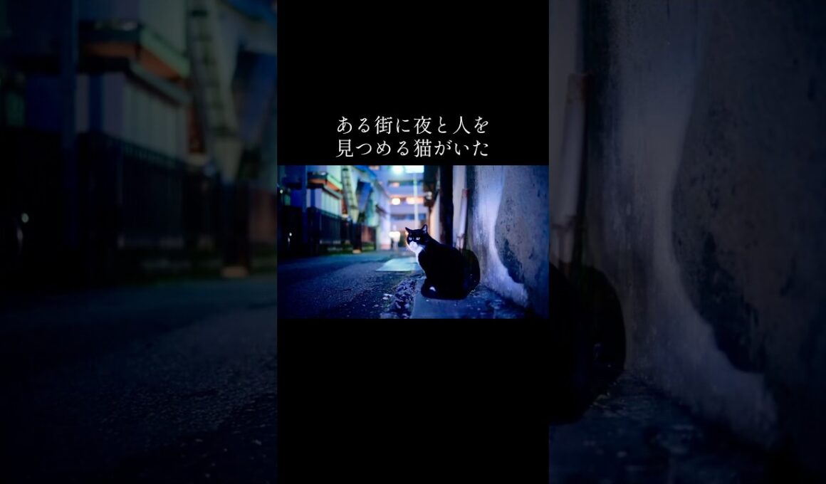 街と人を見続けてきた重鎮猫、その夜の終わり #cat  #猫  #ねこ  #animal #cute #猫のいる暮らし #shorts