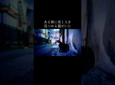 街と人を見続けてきた重鎮猫、その夜の終わり #cat  #猫  #ねこ  #animal #cute #猫のいる暮らし #shorts