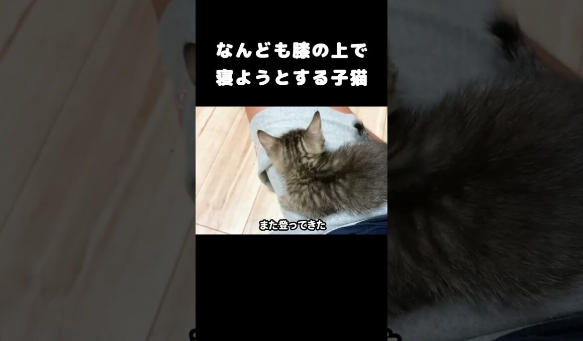 なんども膝の上で寝ようとする子猫 #保護猫