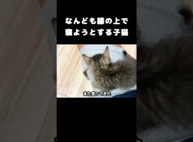 なんども膝の上で寝ようとする子猫 #保護猫