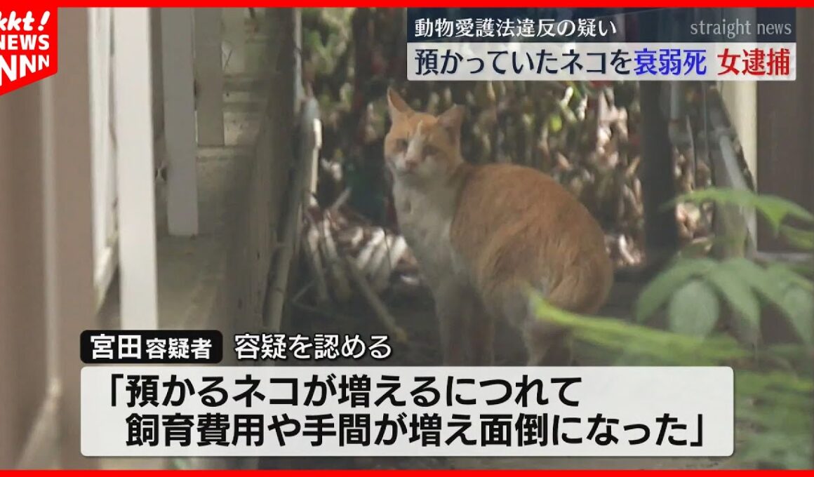 ネコ死骸は100匹超 自宅でネコを預かっていた女を動物愛護法違反の疑いで逮捕