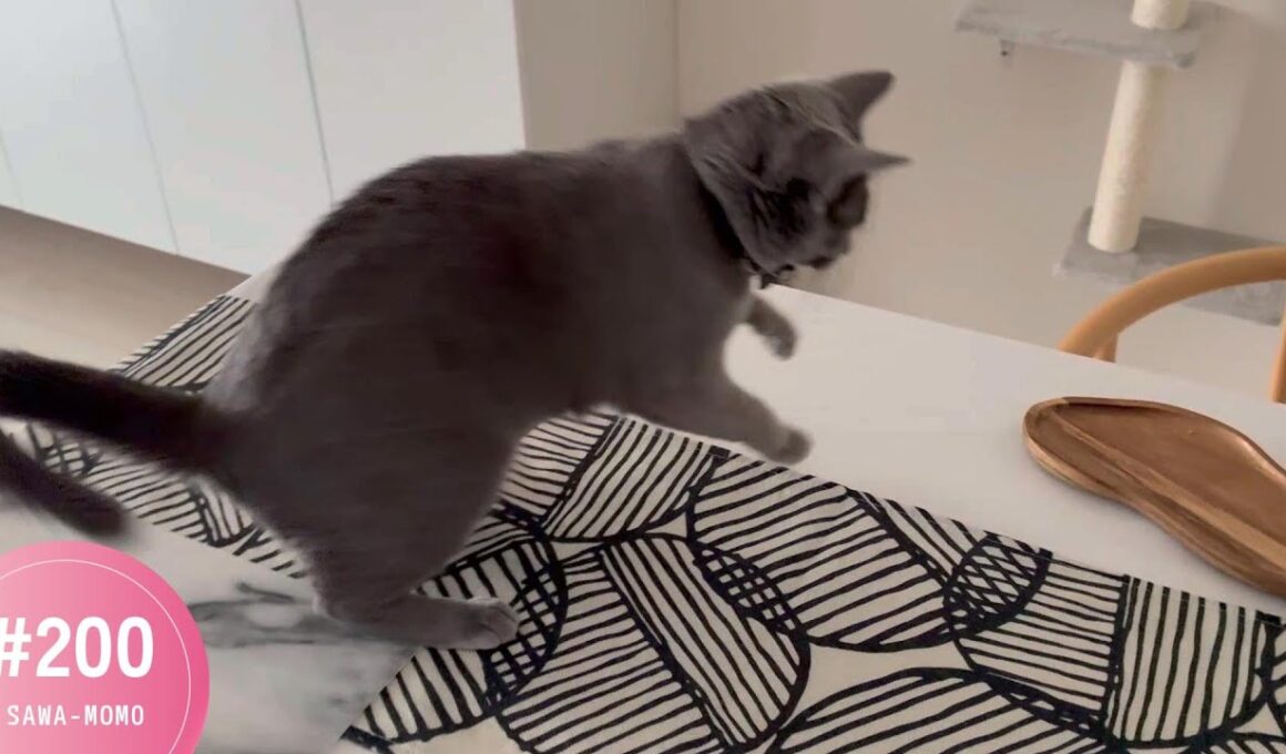 ビビり倒すモモさん