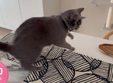 ビビり倒すモモさん