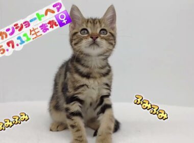 【アメリカンショートヘア】ようこそ高井戸店へ