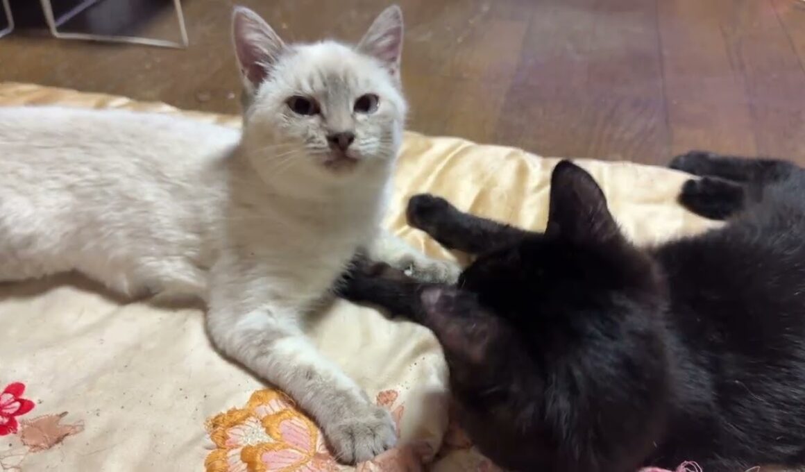 子ねこ２匹。シャムの雫、黒猫の黒夢、じゃれあう中、黒猫くー、キジシロのルルは、くつろぐ
