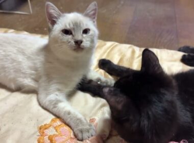 子ねこ２匹。シャムの雫、黒猫の黒夢、じゃれあう中、黒猫くー、キジシロのルルは、くつろぐ