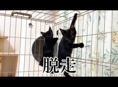 とんでもない所から脱走した保護子猫
